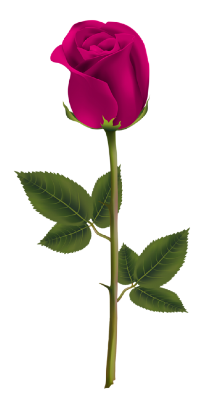 玫瑰_薔薇_花朵_花_玫瑰花_rose_rose