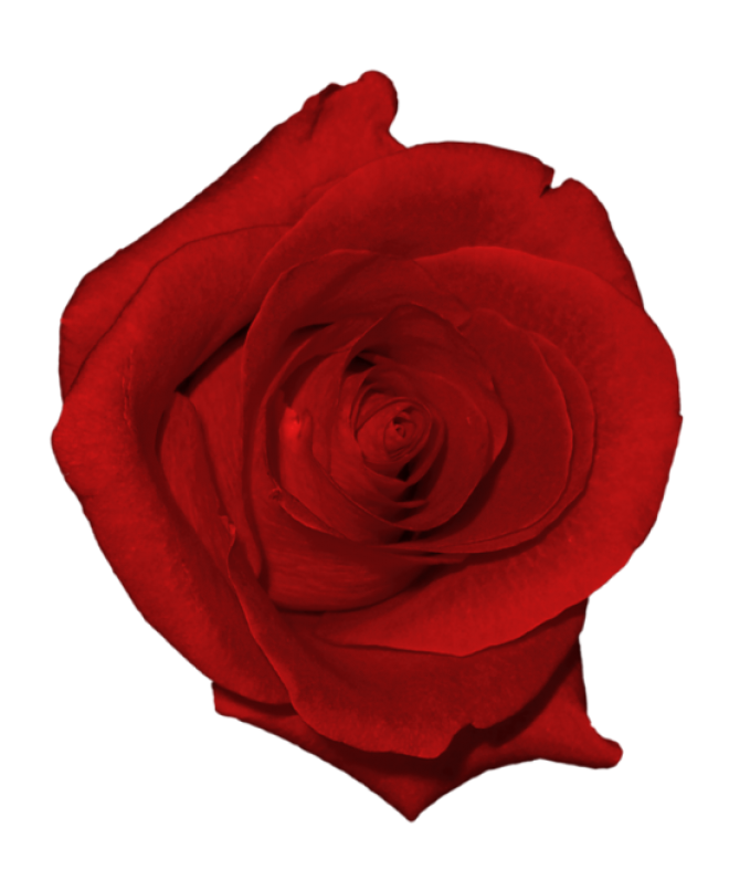 玫瑰_薔薇_花朵_花_玫瑰花_rose_rose