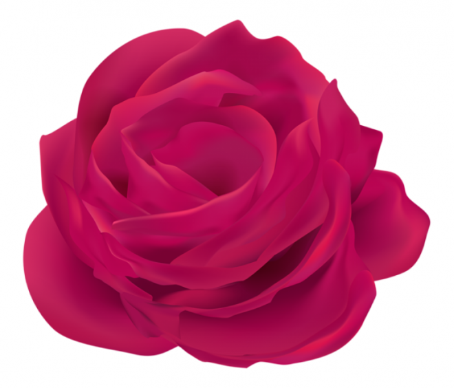 玫瑰_薔薇_花朵_花_玫瑰花_rose_rose