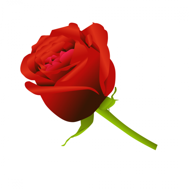 玫瑰_蔷薇_花朵_花_玫瑰花_rose_rose