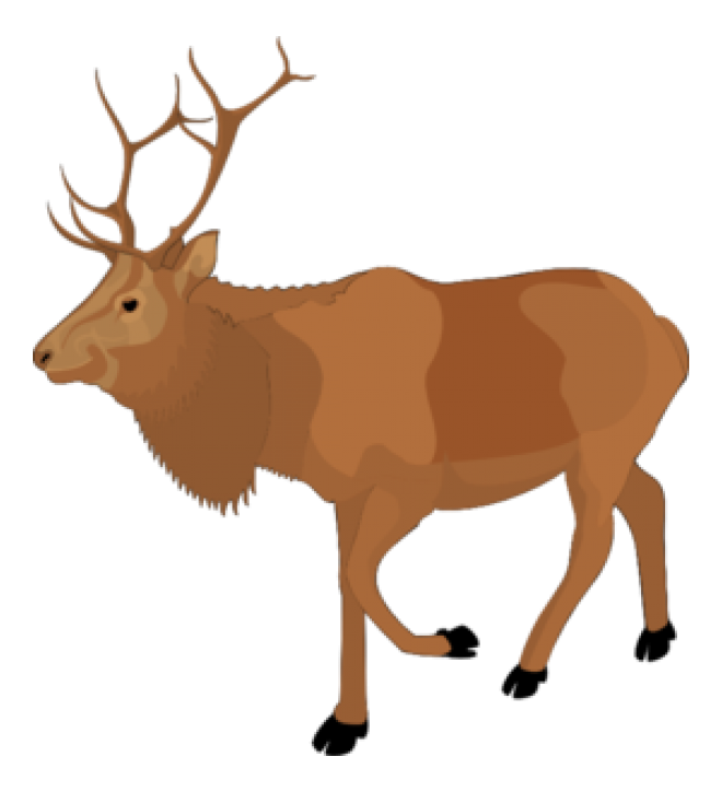 麋鹿_駝鹿_罕達犴_moose_moose