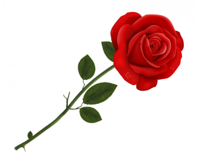 玫瑰_蔷薇_花朵_花_玫瑰花_rose_rose