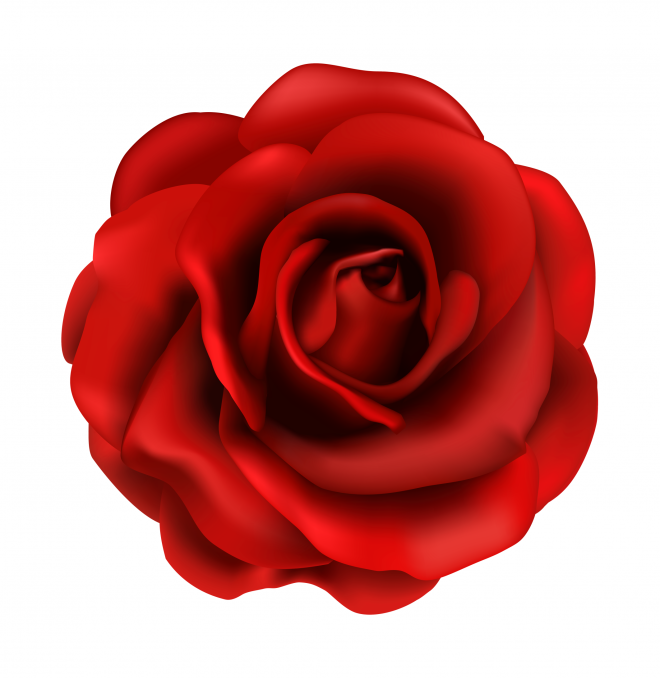 玫瑰_薔薇_花朵_花_玫瑰花_rose_rose