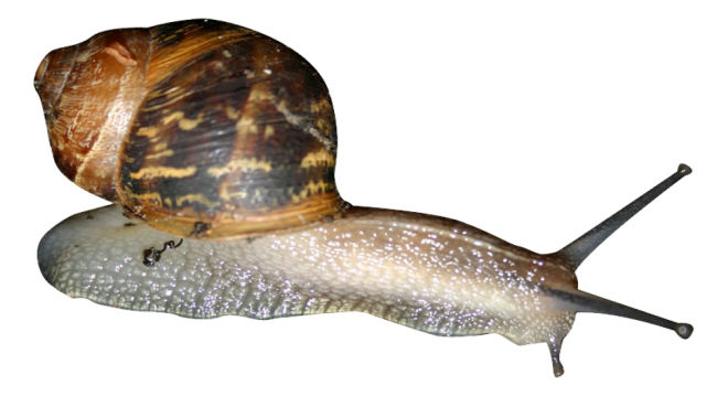 蜗牛_蜗娄牛_snails_snails