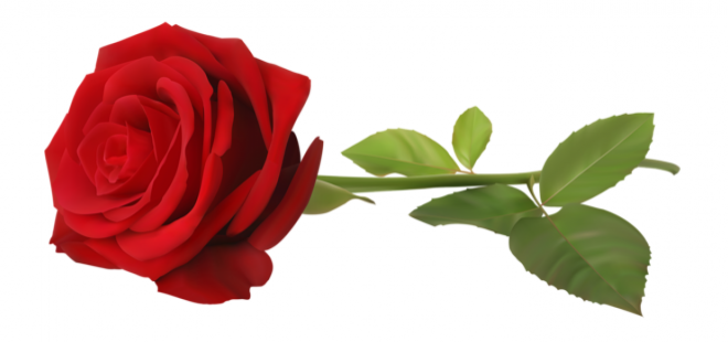 玫瑰_蔷薇_花朵_花_玫瑰花_rose_rose