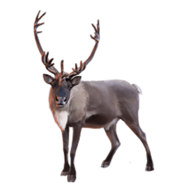 麋鹿_駝鹿_罕達犴_moose_moose