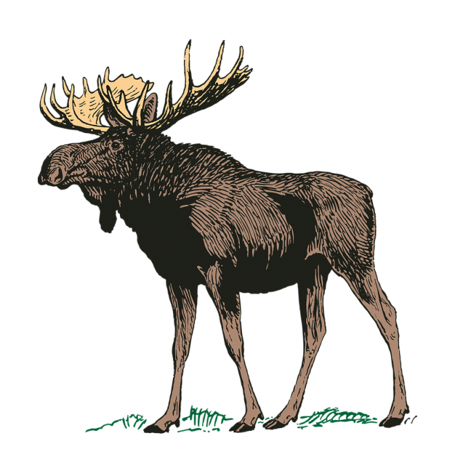 麋鹿_駝鹿_罕達犴_moose_moose