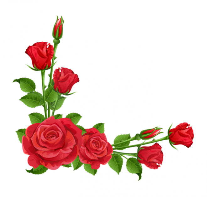 玫瑰_蔷薇_花朵_花_玫瑰花_rose_rose