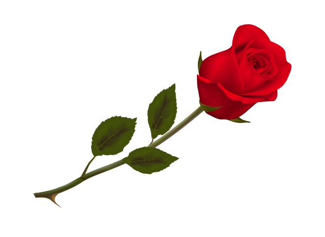玫瑰_薔薇_花朵_花_玫瑰花_rose_rose