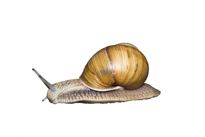 蜗牛_蜗娄牛_snails_snails