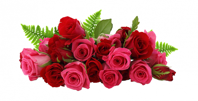 玫瑰_蔷薇_花朵_花_玫瑰花_rose_rose