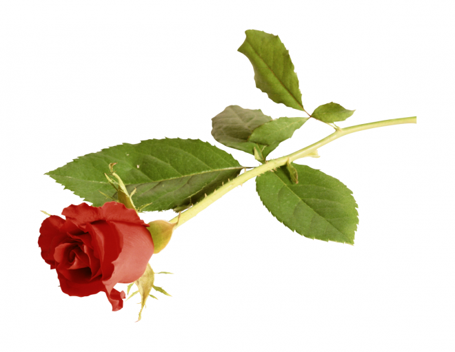 玫瑰_蔷薇_花朵_花_玫瑰花_rose_rose