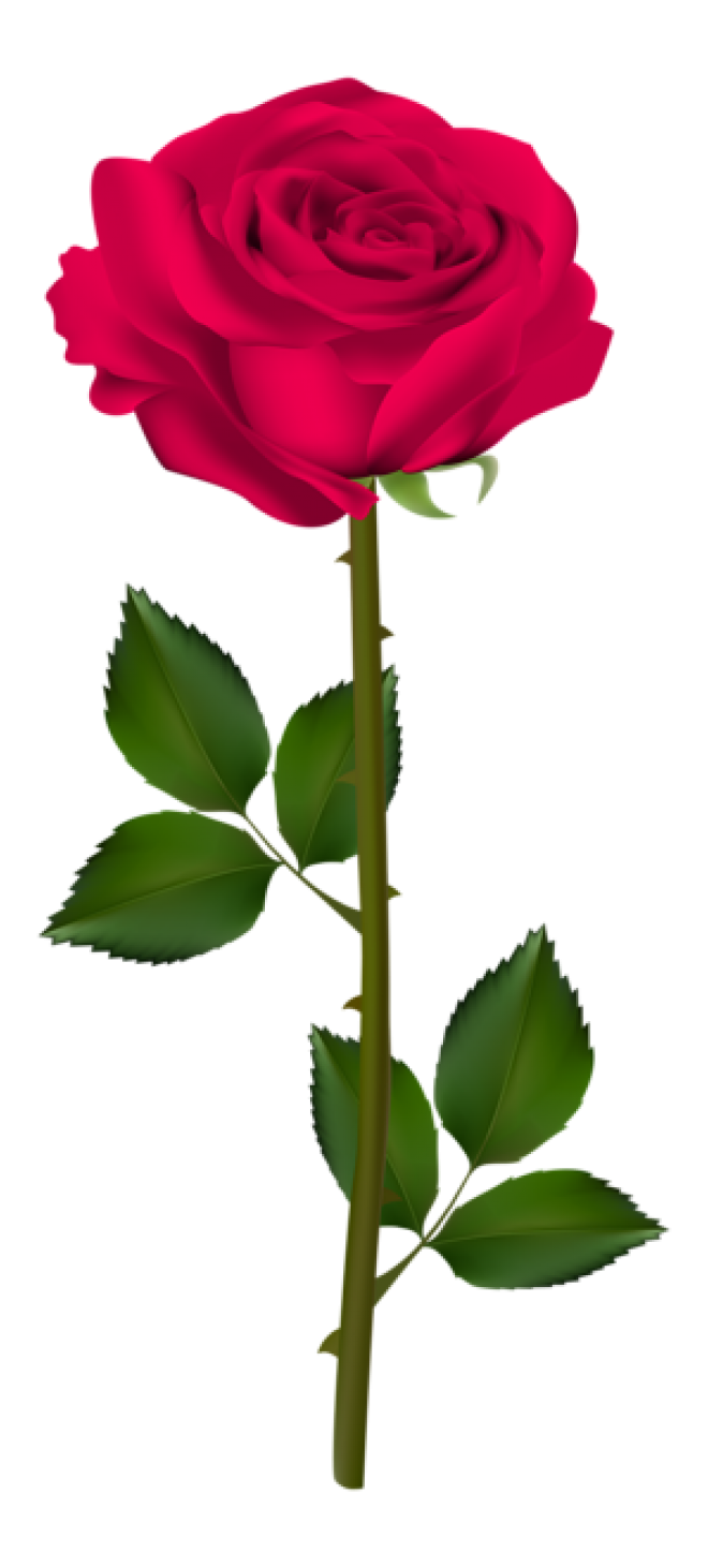 玫瑰_薔薇_花朵_花_玫瑰花_rose_rose