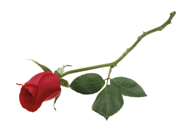 玫瑰_蔷薇_花朵_花_玫瑰花_rose_rose