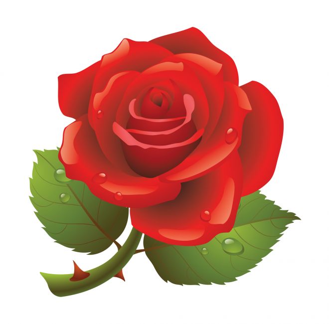 玫瑰_蔷薇_花朵_花_玫瑰花_rose_rose