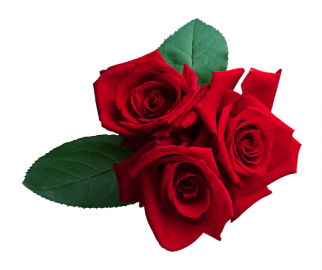 玫瑰_蔷薇_花朵_花_玫瑰花_rose_rose