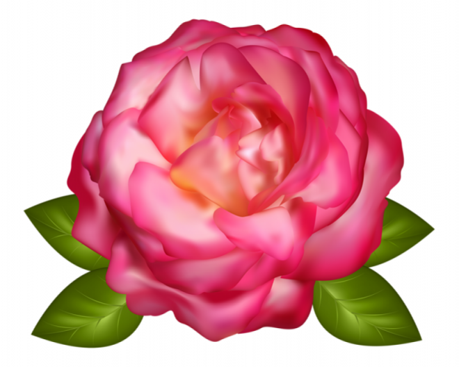 玫瑰_薔薇_花朵_花_玫瑰花_rose_rose