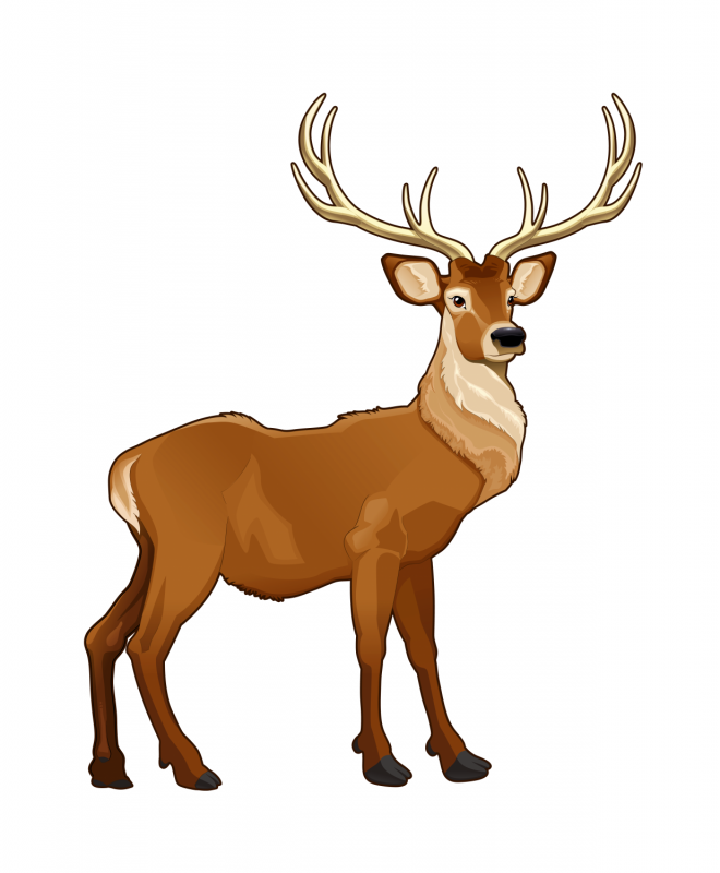 麋鹿_駝鹿_罕達(dá)犴_moose_moose