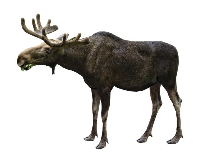 麋鹿_駝鹿_罕達犴_moose_moose
