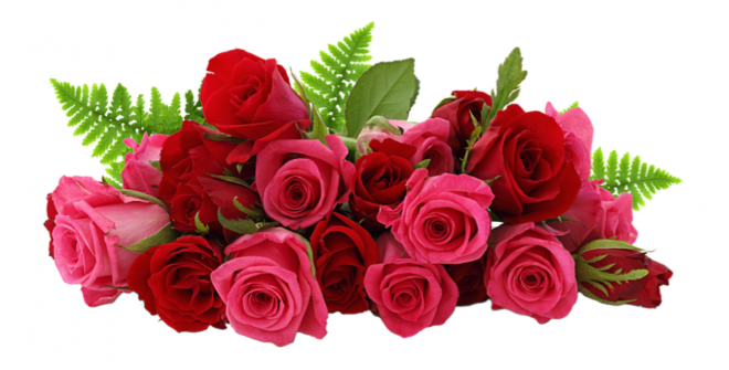 玫瑰_薔薇_花朵_花_玫瑰花_rose_rose