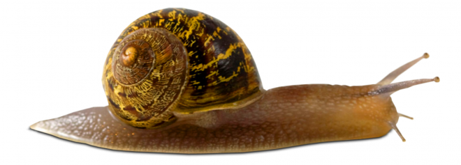 蜗牛_蜗娄牛_snails_snails