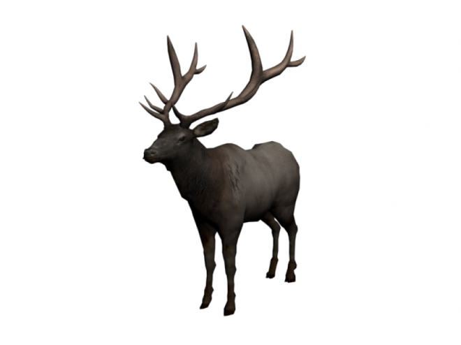 麋鹿_駝鹿_罕達犴_moose_moose