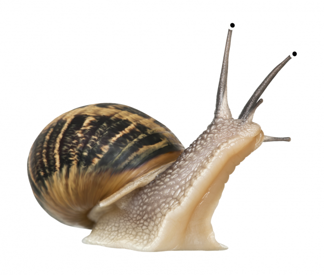 蜗牛_蜗娄牛_snails_snails
