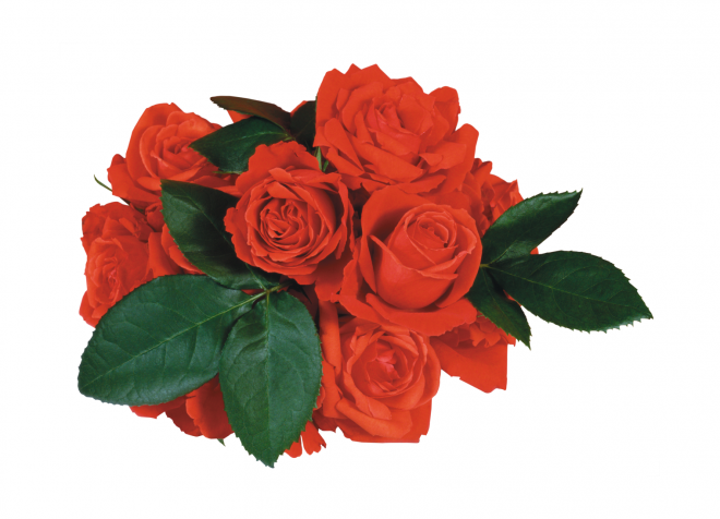 玫瑰_蔷薇_花朵_花_玫瑰花_rose_rose