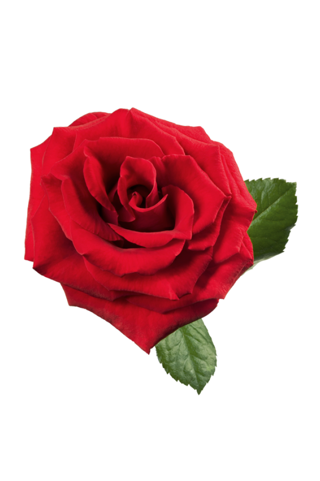 玫瑰_薔薇_花朵_花_玫瑰花_rose_rose