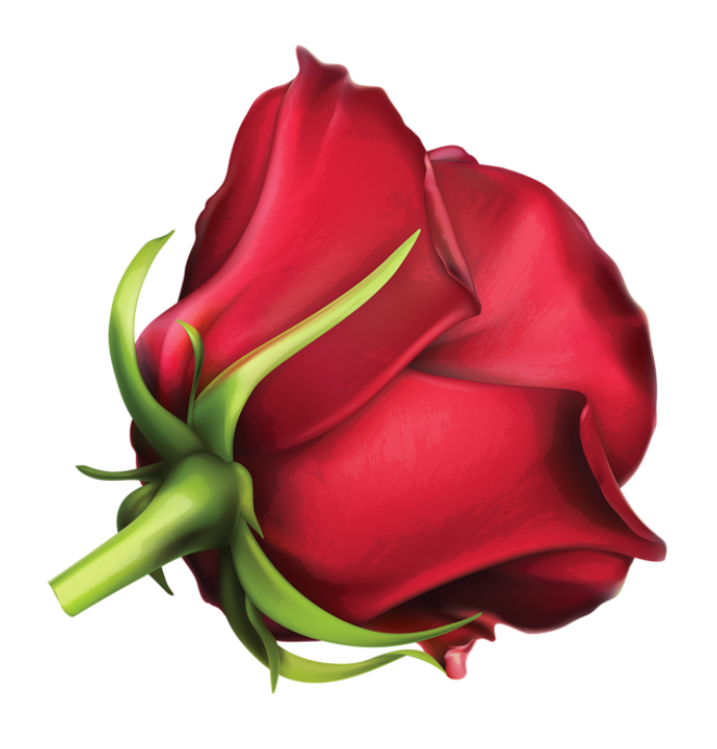 玫瑰_蔷薇_花朵_花_玫瑰花_rose_rose