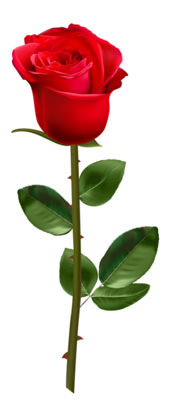 玫瑰_蔷薇_花朵_花_玫瑰花_rose_rose