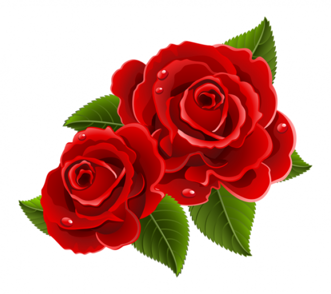 玫瑰_蔷薇_花朵_花_玫瑰花_rose_rose