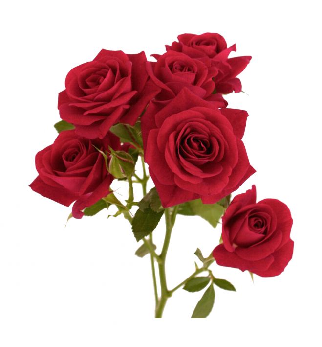 玫瑰_蔷薇_花朵_花_玫瑰花_rose_rose