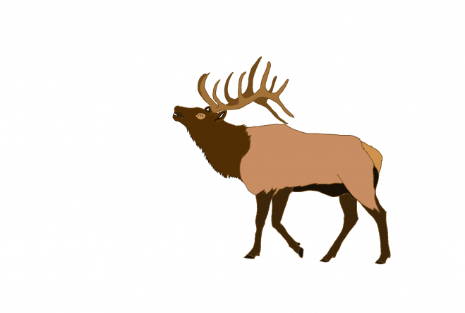 麋鹿_駝鹿_罕達犴_moose_moose