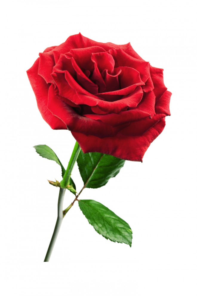 玫瑰_蔷薇_花朵_花_玫瑰花_rose_rose