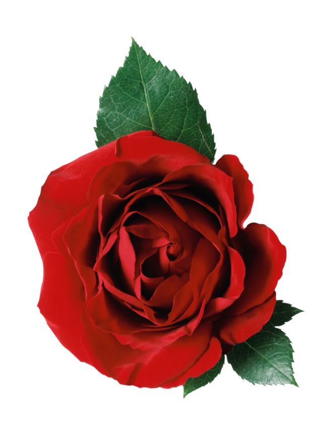 玫瑰_蔷薇_花朵_花_玫瑰花_rose_rose