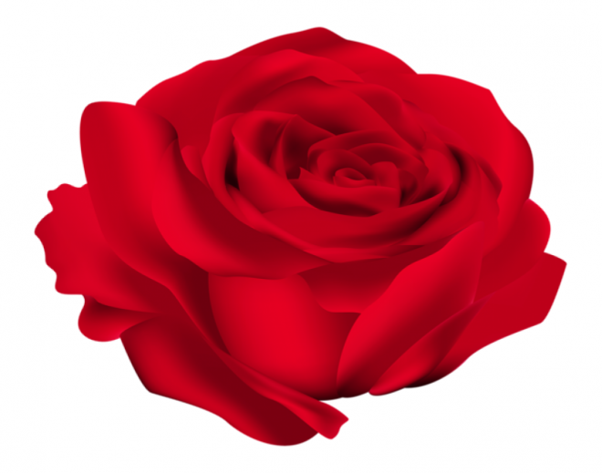 玫瑰_薔薇_花朵_花_玫瑰花_rose_rose