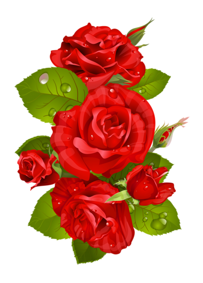 玫瑰_薔薇_花朵_花_玫瑰花_rose_rose