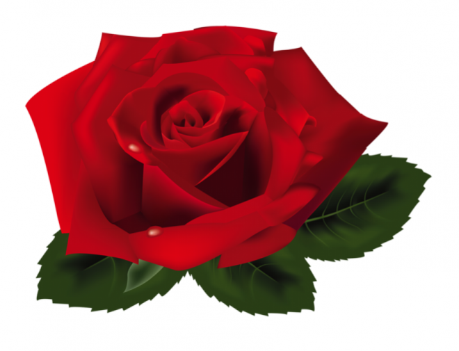 玫瑰_薔薇_花朵_花_玫瑰花_rose_rose