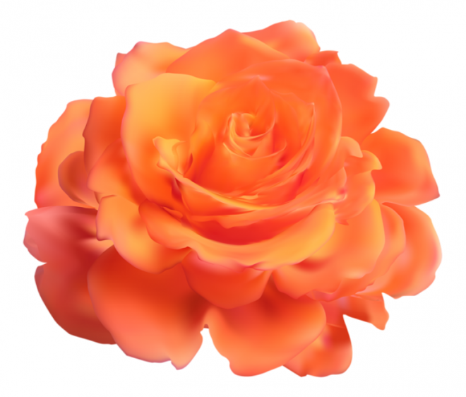 玫瑰_薔薇_花朵_花_玫瑰花_rose_rose