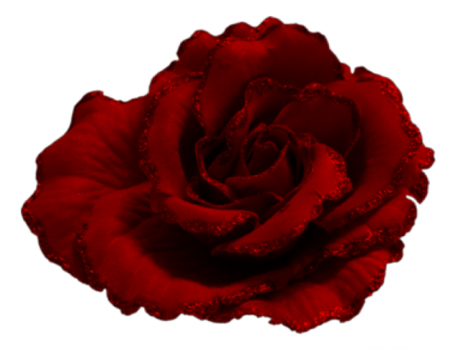 玫瑰_蔷薇_花朵_花_玫瑰花_rose_rose