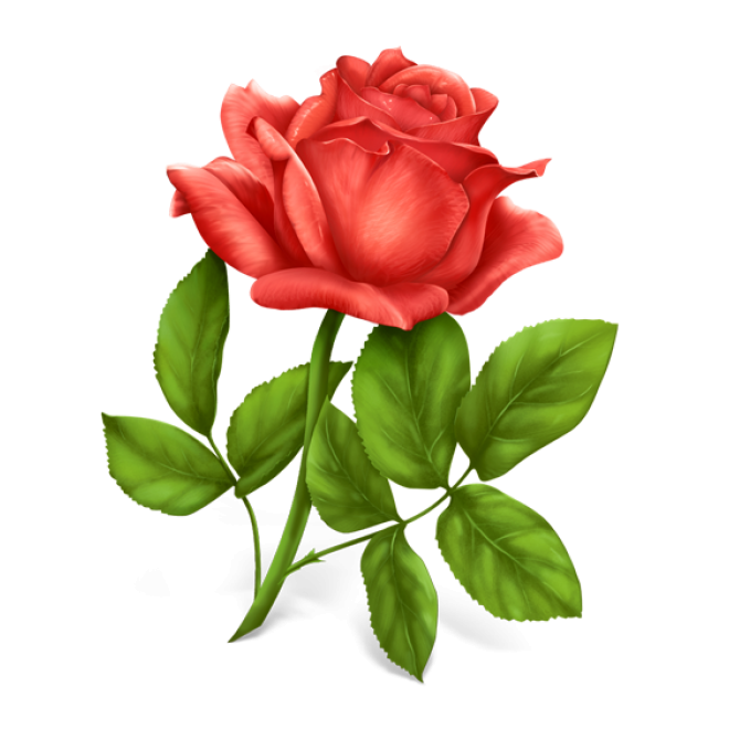 玫瑰_薔薇_花朵_花_玫瑰花_rose_rose