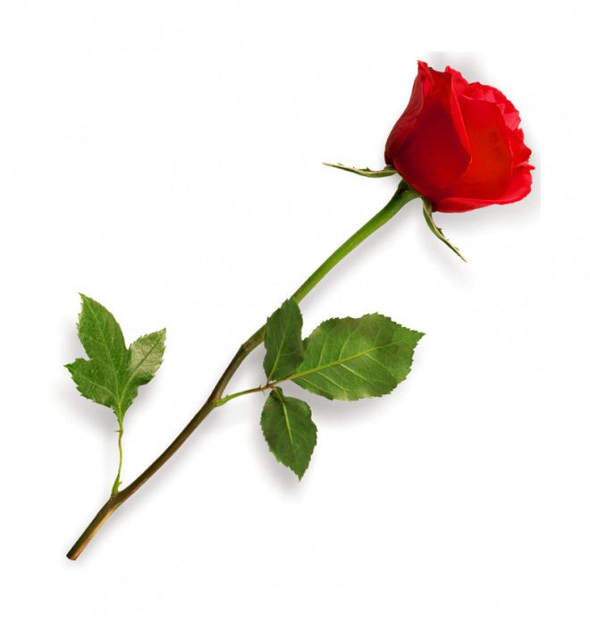 玫瑰_薔薇_花朵_花_玫瑰花_rose_rose