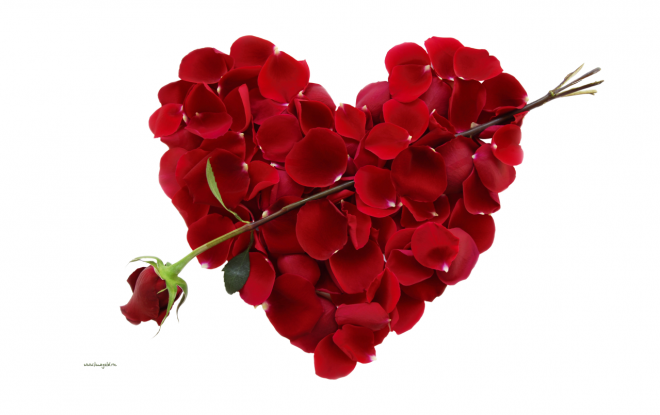 玫瑰_薔薇_花朵_花_玫瑰花_rose_rose