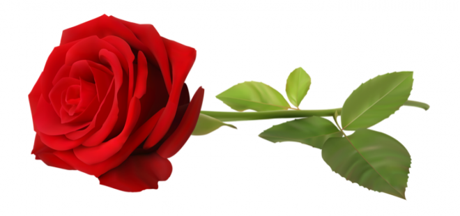 玫瑰_蔷薇_花朵_花_玫瑰花_rose_rose