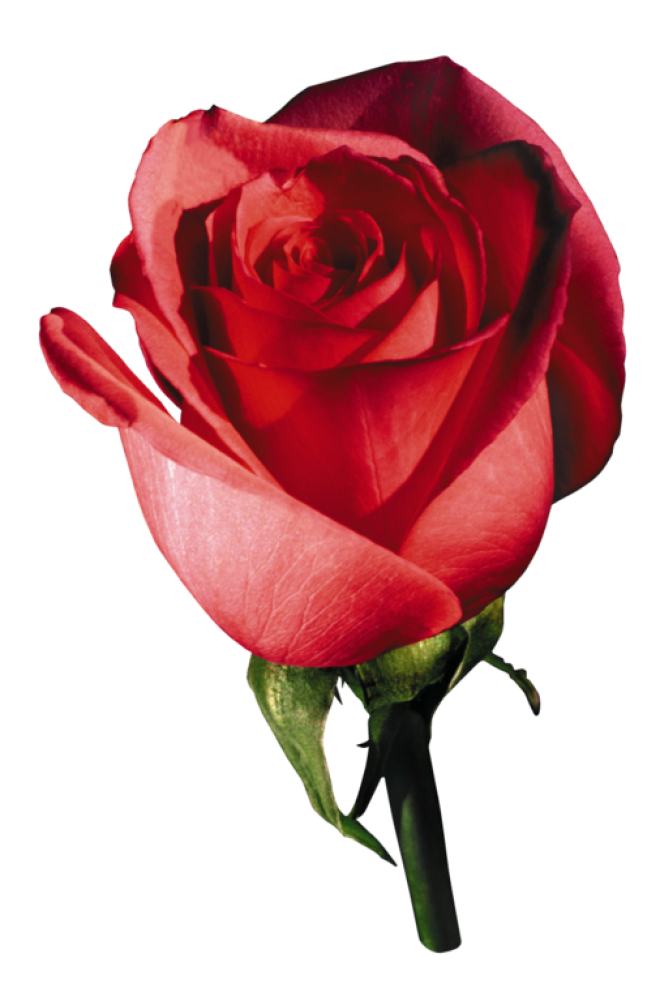玫瑰_蔷薇_花朵_花_玫瑰花_rose_rose