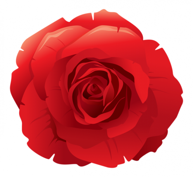玫瑰_薔薇_花朵_花_玫瑰花_rose_rose