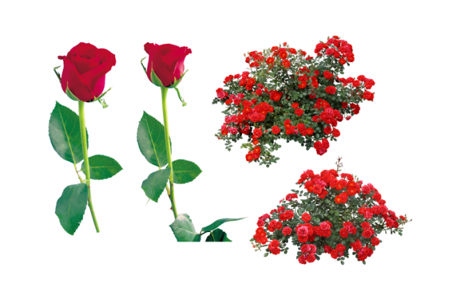 玫瑰_薔薇_花朵_花_玫瑰花_rose_rose