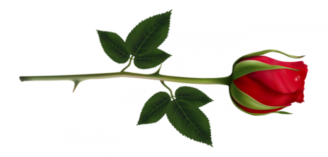 玫瑰_蔷薇_花朵_花_玫瑰花_rose_rose