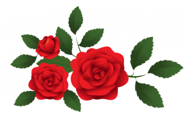 玫瑰_蔷薇_花朵_花_玫瑰花_rose_rose